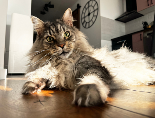 Essentiële Benodigdheden voor Grote Katten: Een Gids