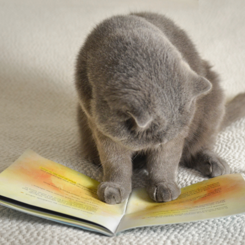 Happy katten lectuur